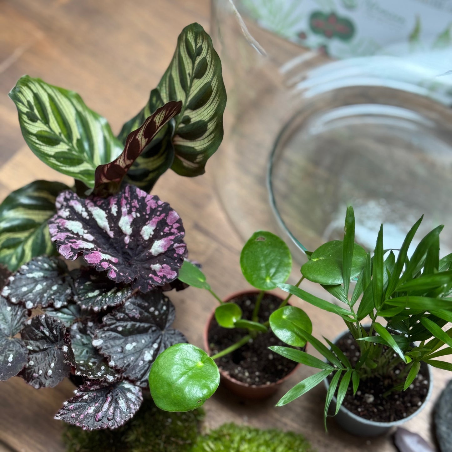 Flaschengarten DIY Set No98 - Calathea makoyana  x Chamaedorea elegans x Pilea peperomioides x Begonia rex 'Spirit of Flores'