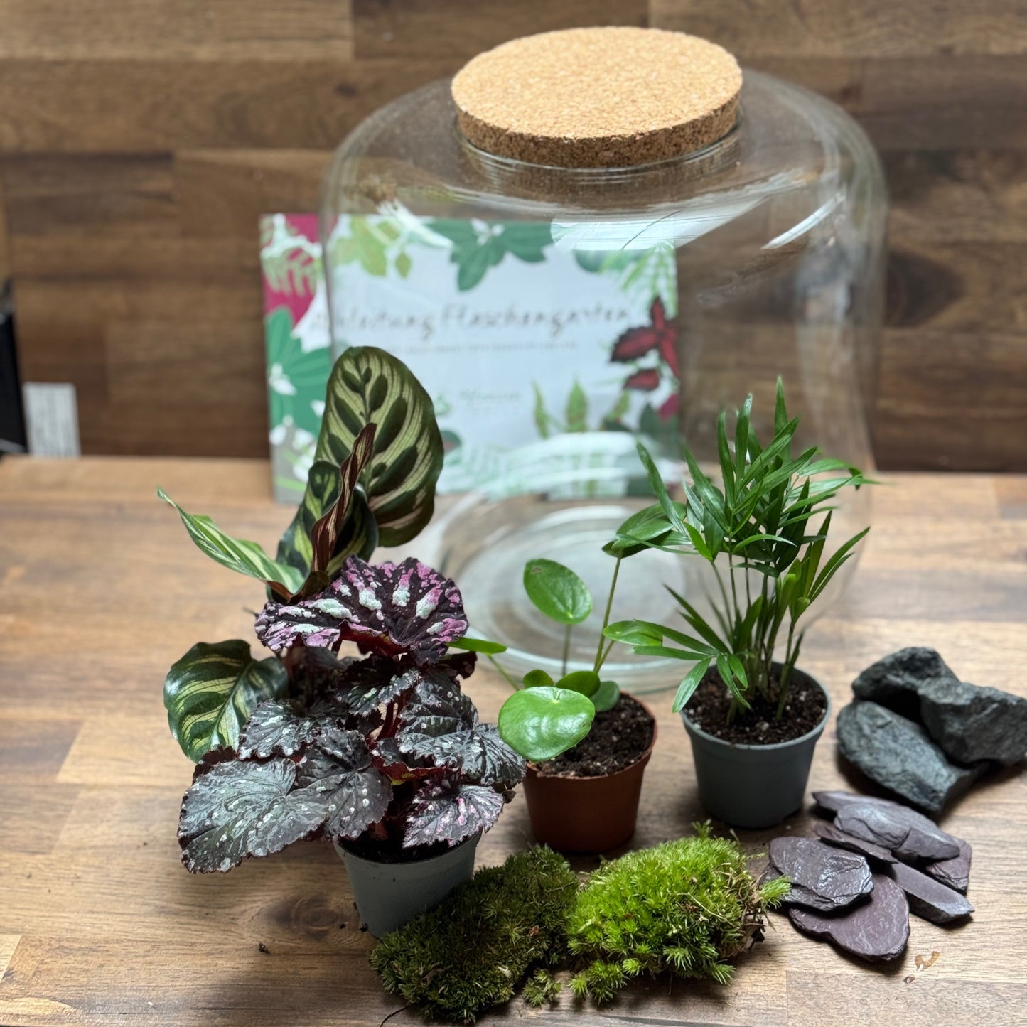 Flaschengarten DIY Set No98 - Calathea makoyana  x Chamaedorea elegans x Pilea peperomioides x Begonia rex 'Spirit of Flores'