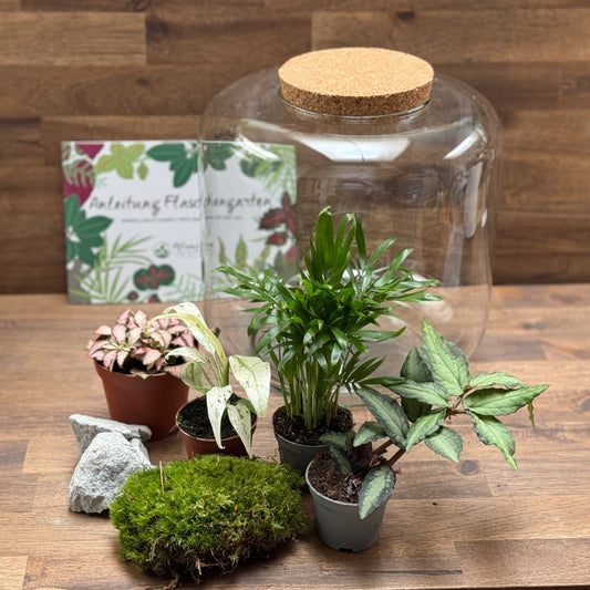 Flaschengarten DIY Set No99 - Rhaphidophora puberula 'Variegata'  x Chamaedorea elegans x Pellionia repens x Fittonia 'Zam Forest Flame'