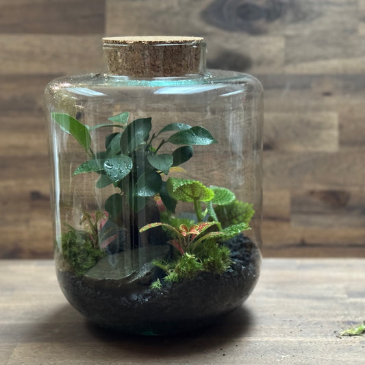 Flaschengarten DIY Set No128 Ficus 'Ginseng' x Pilea 'Moon Valley' x Fittonia