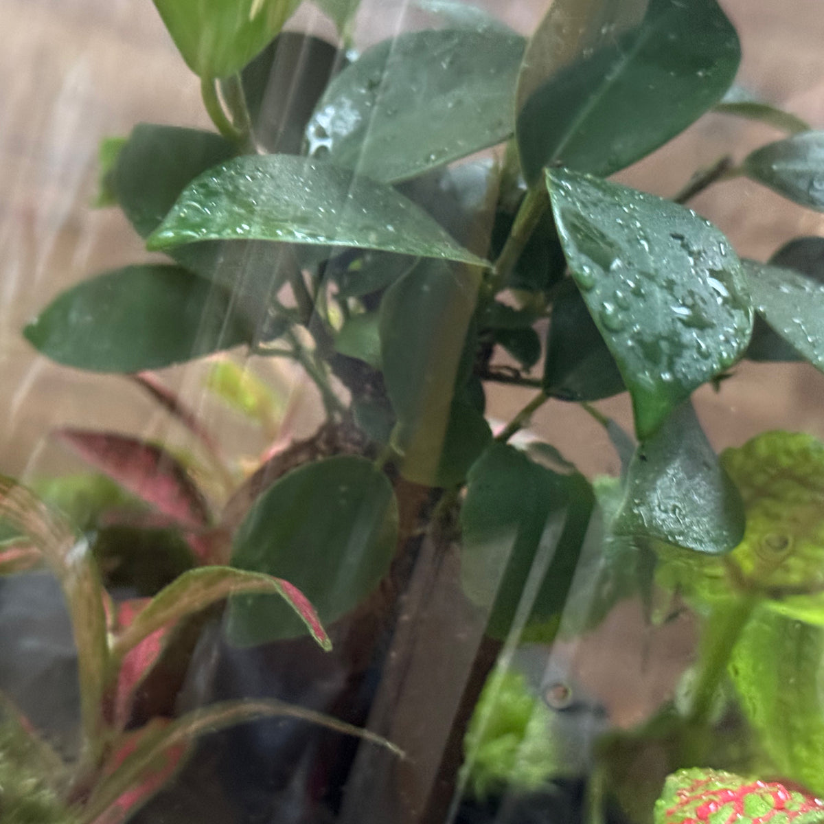 Flaschengarten DIY Set No128 Ficus 'Ginseng' x Pilea 'Moon Valley' x Fittonia