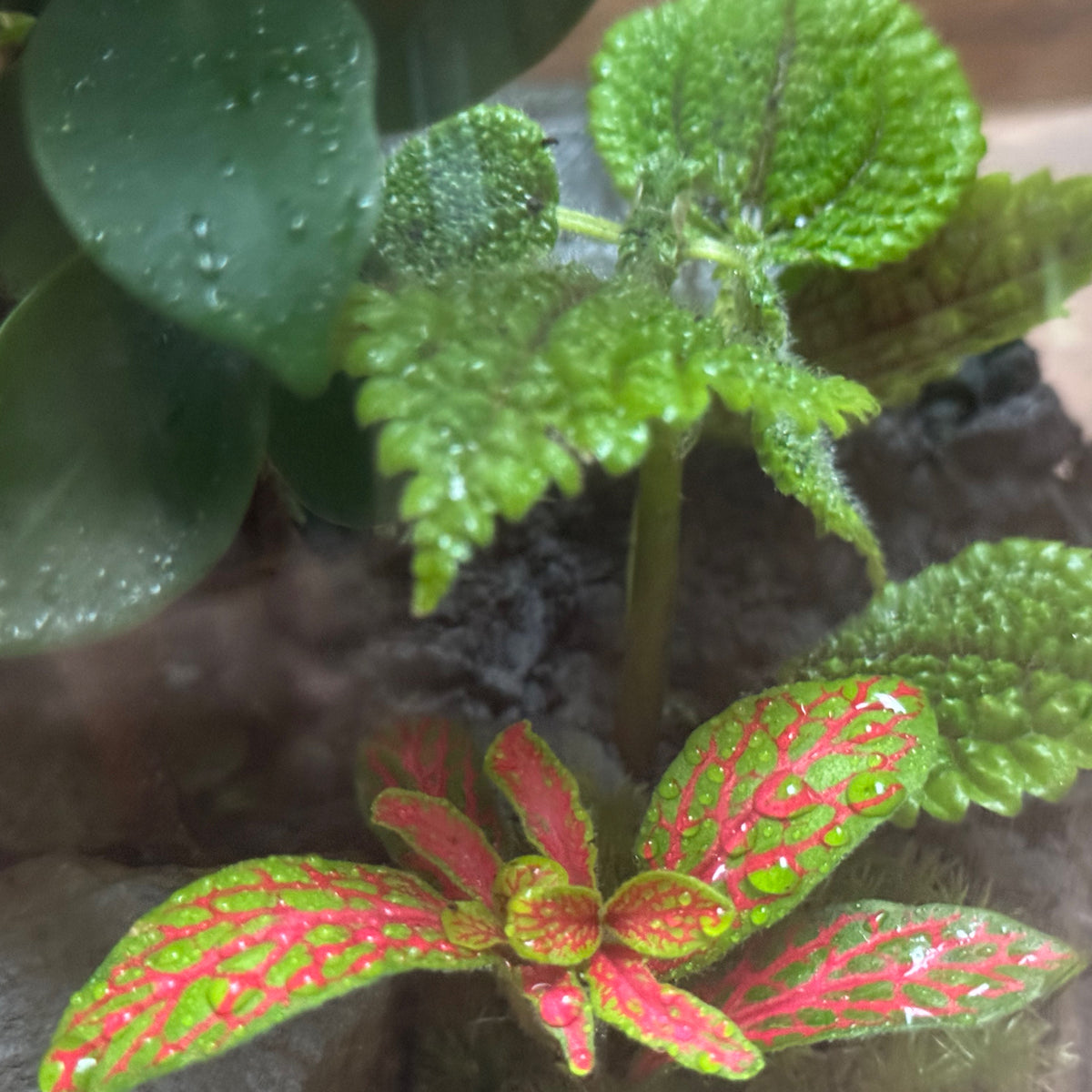 Flaschengarten DIY Set No128 Ficus 'Ginseng' x Pilea 'Moon Valley' x Fittonia