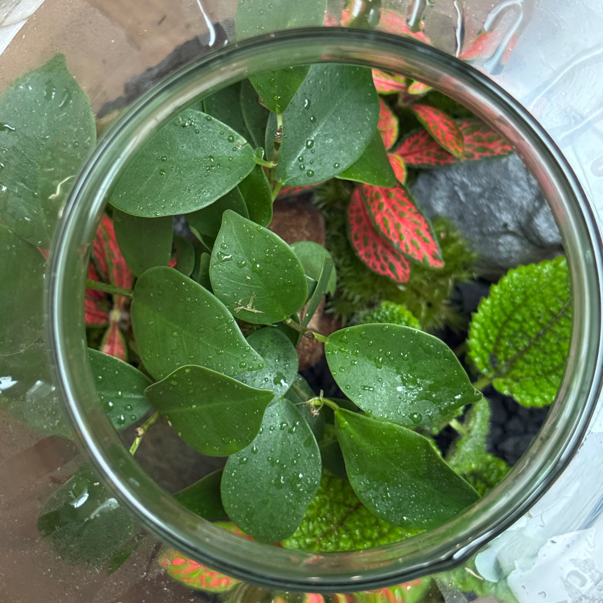 Flaschengarten DIY Set No128 Ficus 'Ginseng' x Pilea 'Moon Valley' x Fittonia