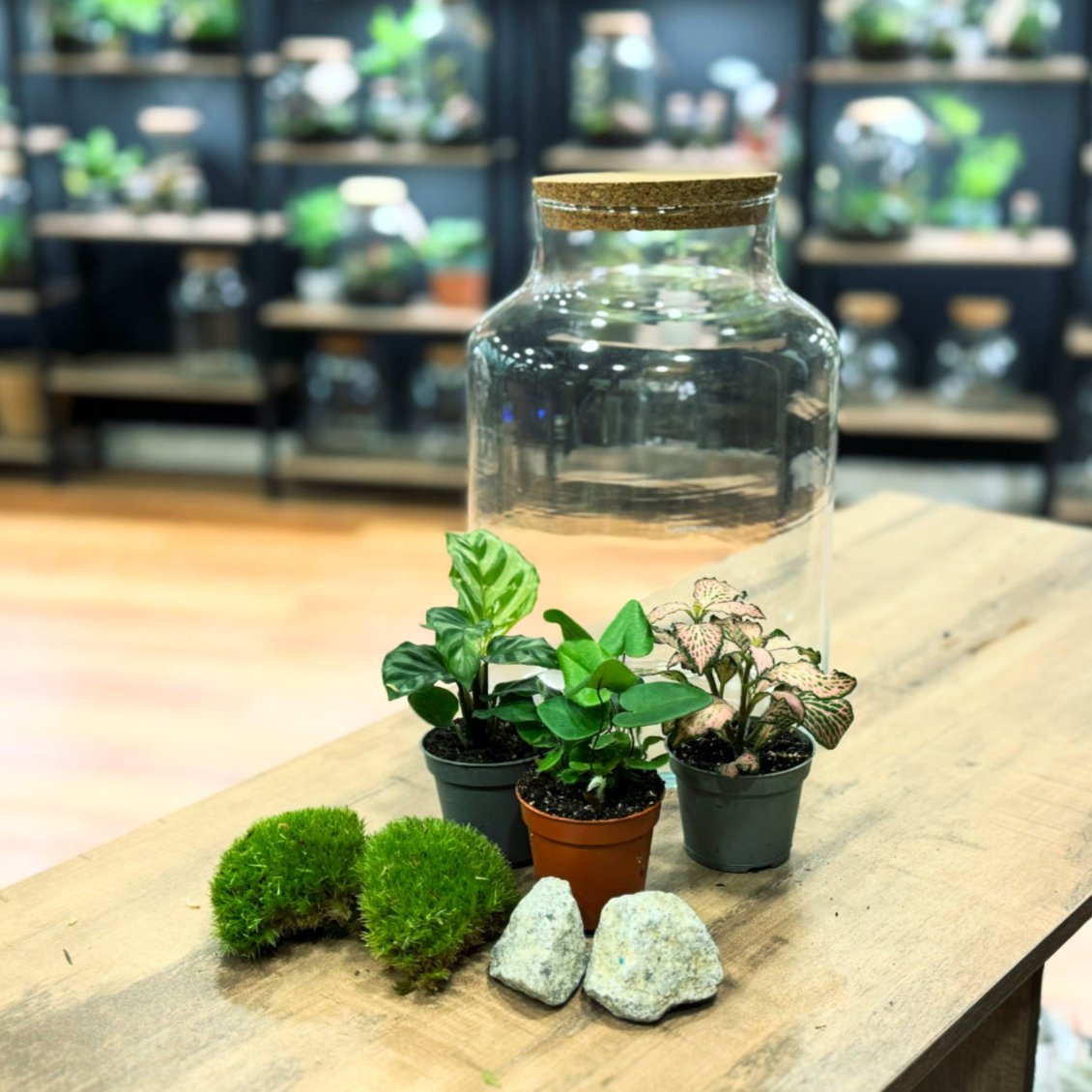 Flaschengarten DIY Set No33 - Calathea 'Freddy' x Fittonia 'Pink Fores ...