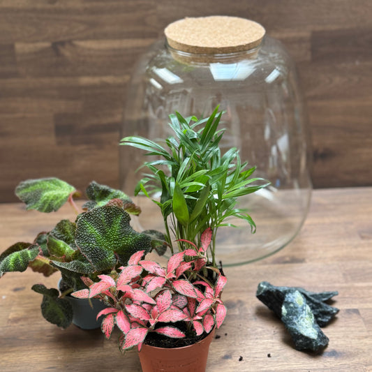 Flaschengarten DIY Set No57 - Begonia solimutata  x Fittonia 'Forest Flame' x Chamaedorea elegans