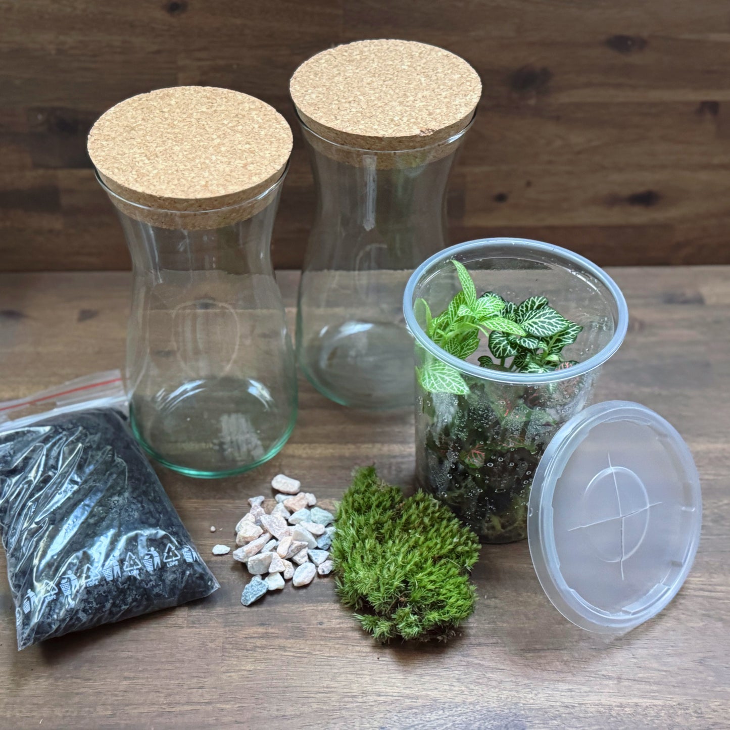 Flaschengarten DIY Set No59 Easy Steckling-Set Fittonia