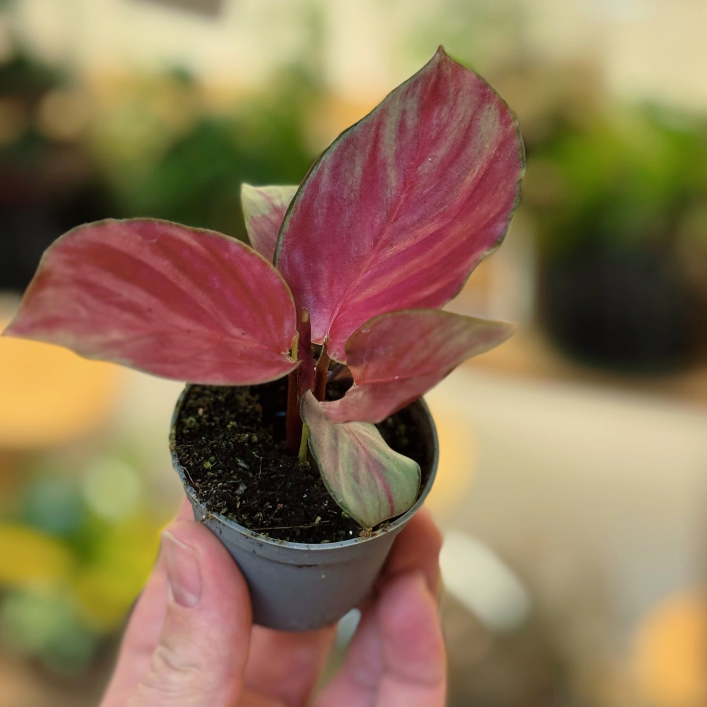 Goeppertia 'Silver Plate' | Calathea 'Silver Plate' | Korbmarante, Pfeilwurz