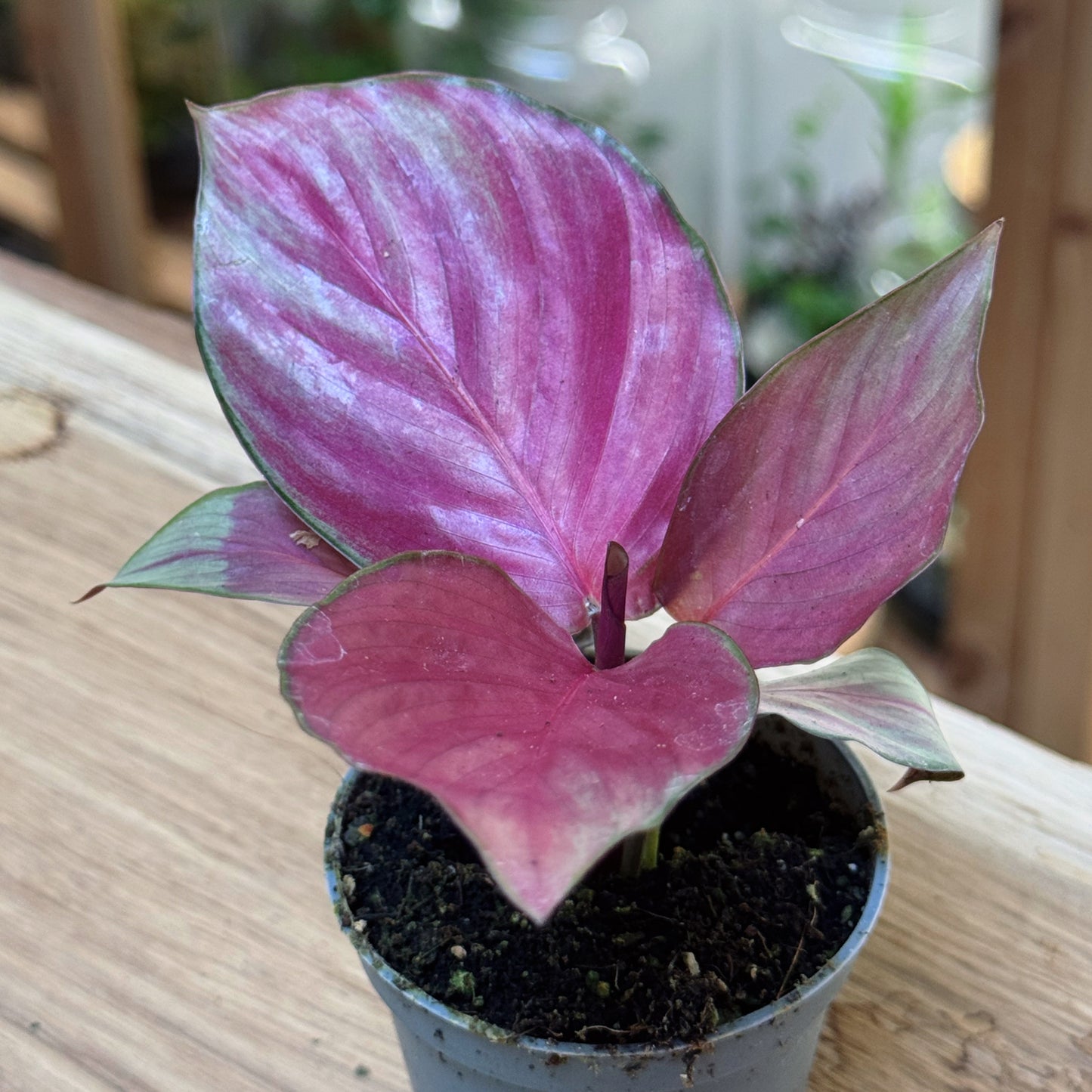 Goeppertia 'Silver Plate' | Calathea 'Silver Plate' | Korbmarante, Pfeilwurz