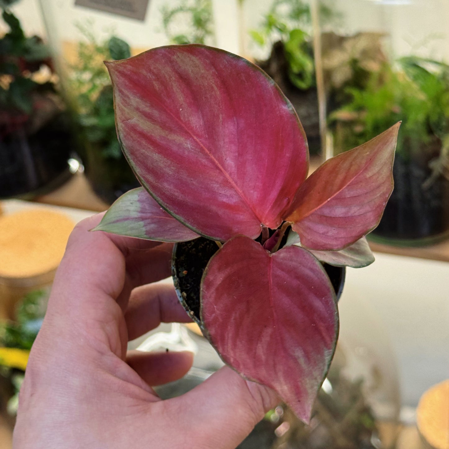 Goeppertia 'Silver Plate' | Calathea 'Silver Plate' | Korbmarante, Pfeilwurz