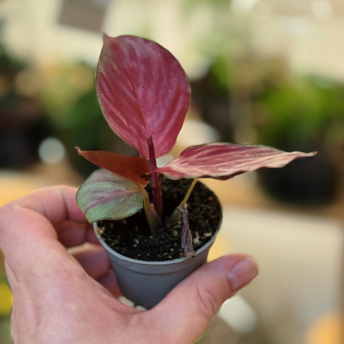 Goeppertia 'Silver Plate' | Calathea 'Silver Plate' | Korbmarante, Pfeilwurz