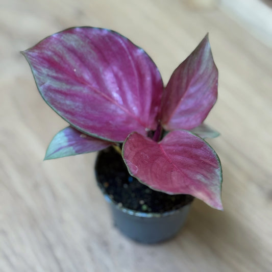 Goeppertia 'Silver Plate' | Calathea 'Silver Plate' | Korbmarante, Pfeilwurz