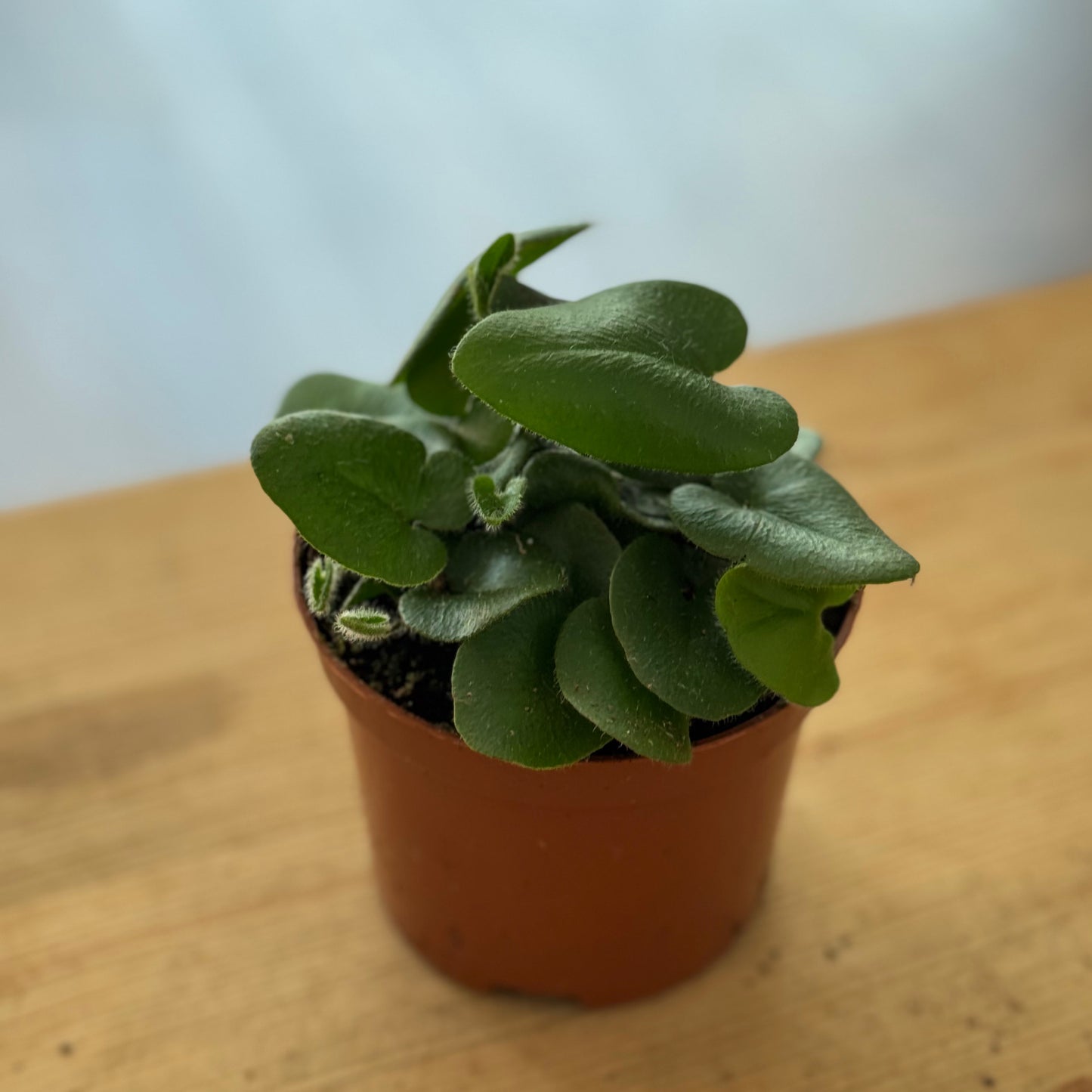 Hemionitis arifolia | Herzfarn