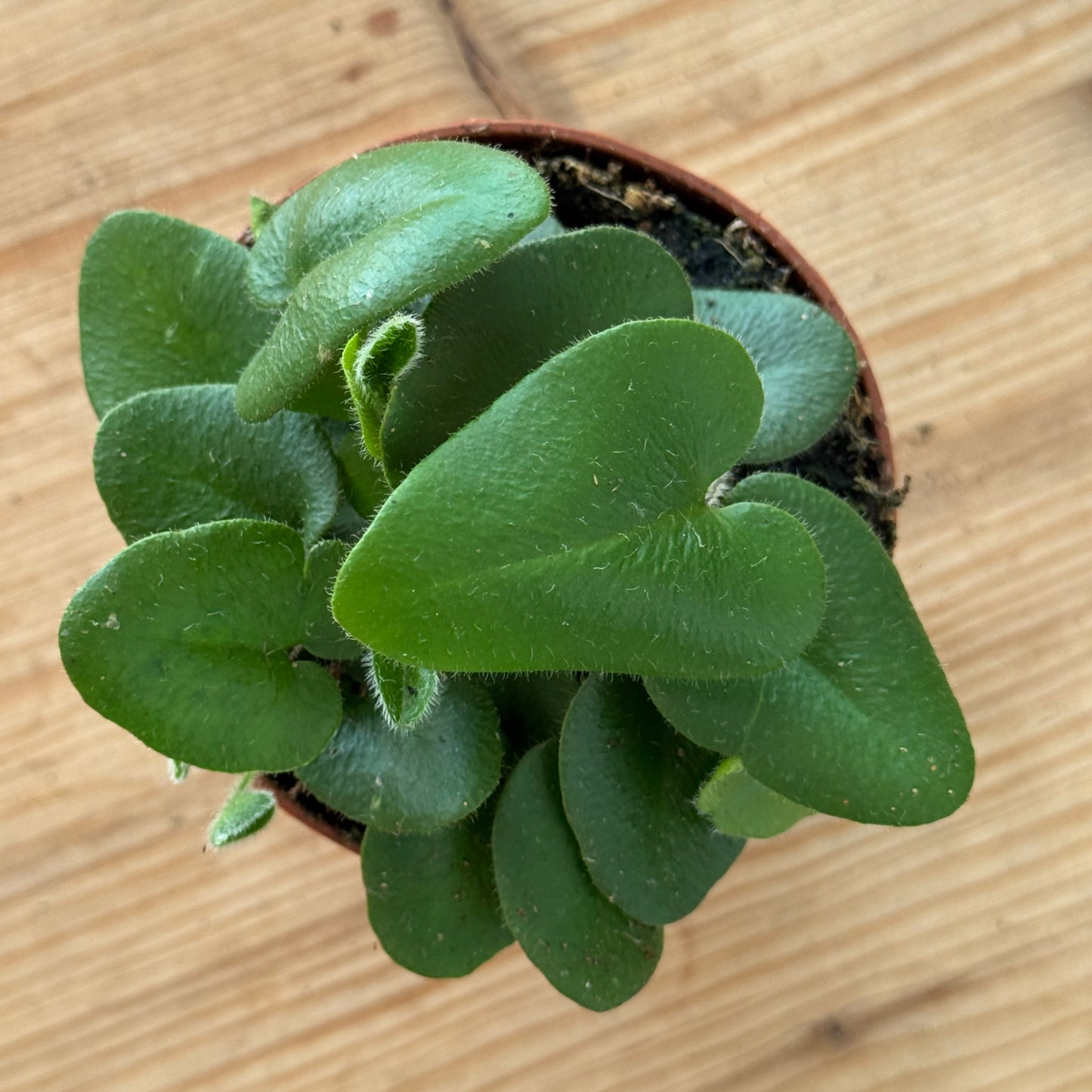 Hemionitis arifolia | Herzfarn