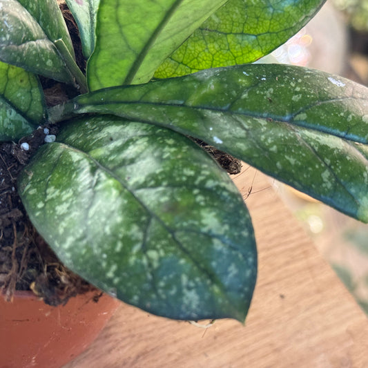 Hoya 'Crassipetiolata'