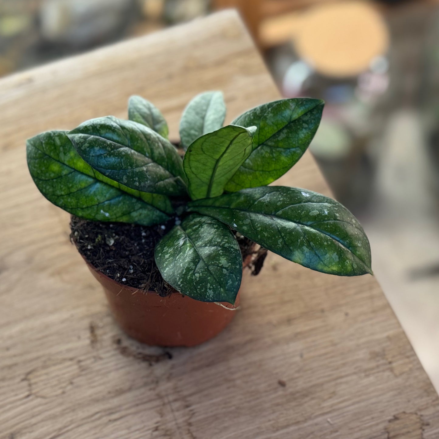 Hoya 'Crassipetiolata'