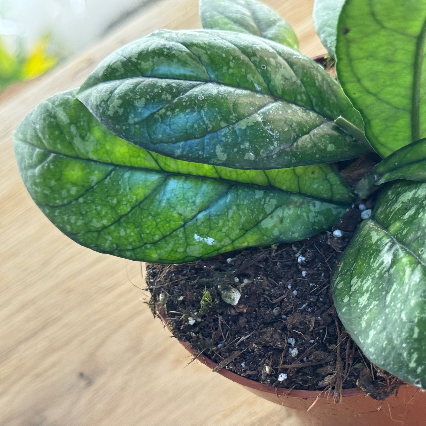 Hoya 'Crassipetiolata'