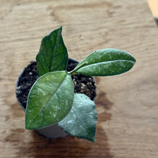 Hoya 'Crassipetiolata' (Babypflanze)