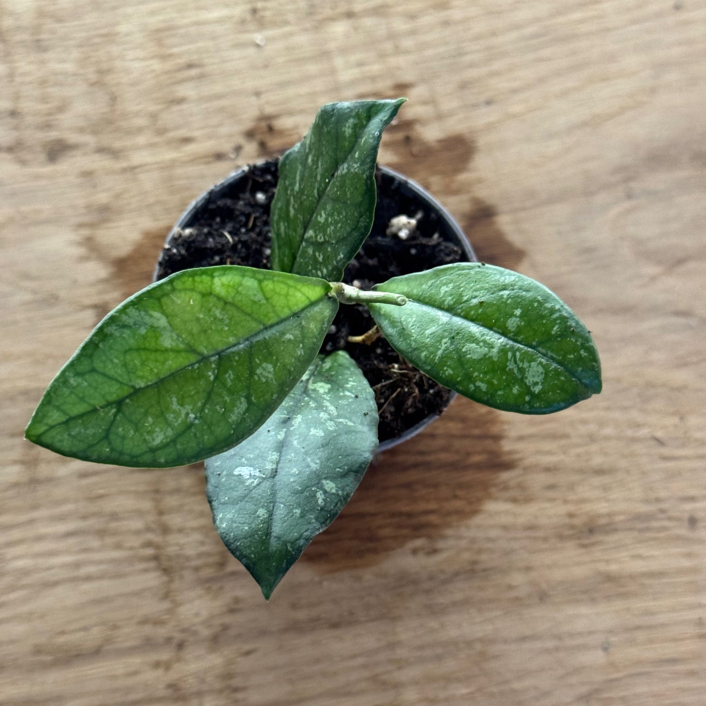 Hoya 'Crassipetiolata' (Babypflanze)