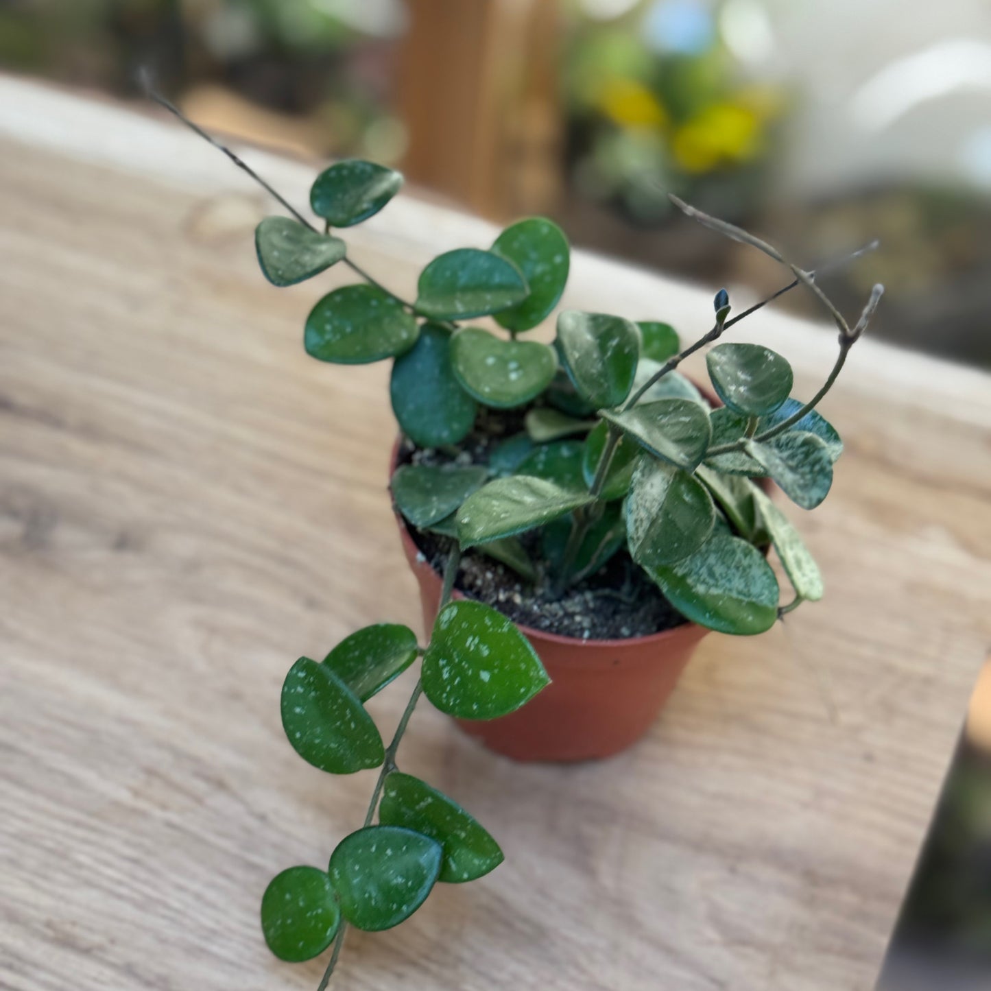 Hoya carnosa × serpens 'Mathilde Splash' | Wachsblume 'Mathilde Splash'