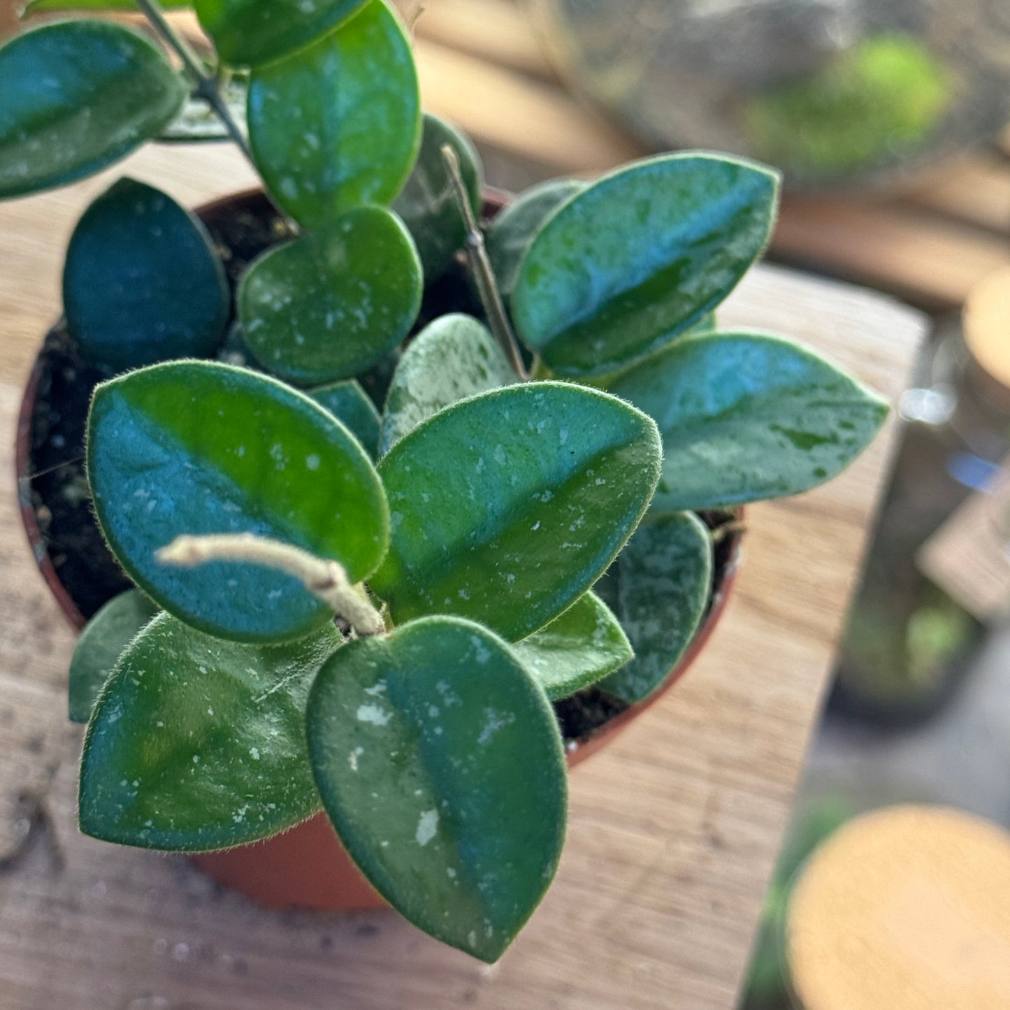 Hoya carnosa × serpens 'Mathilde Splash' | Wachsblume 'Mathilde Splash'
