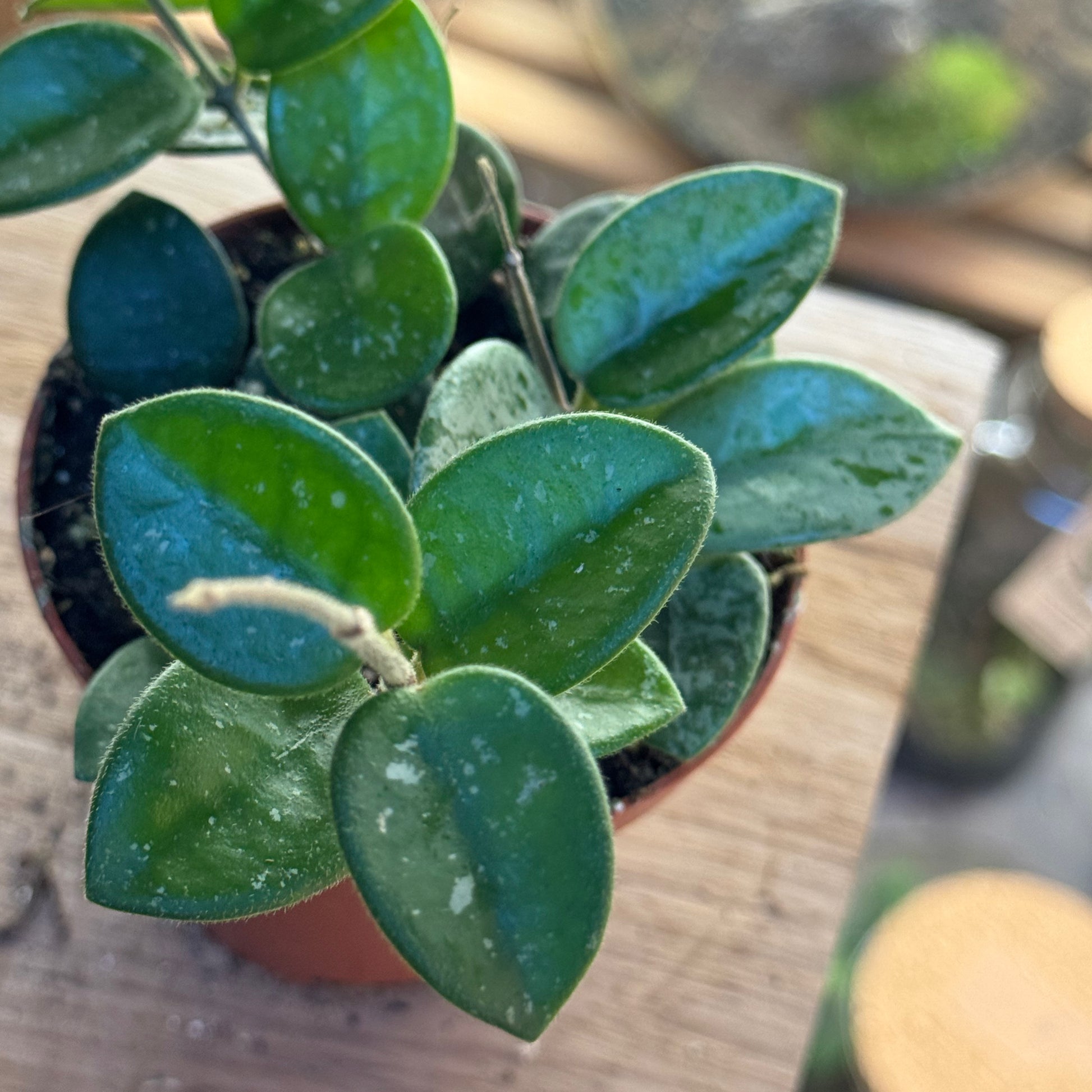 Hoya carnosa × serpens 'Mathilde Splash'