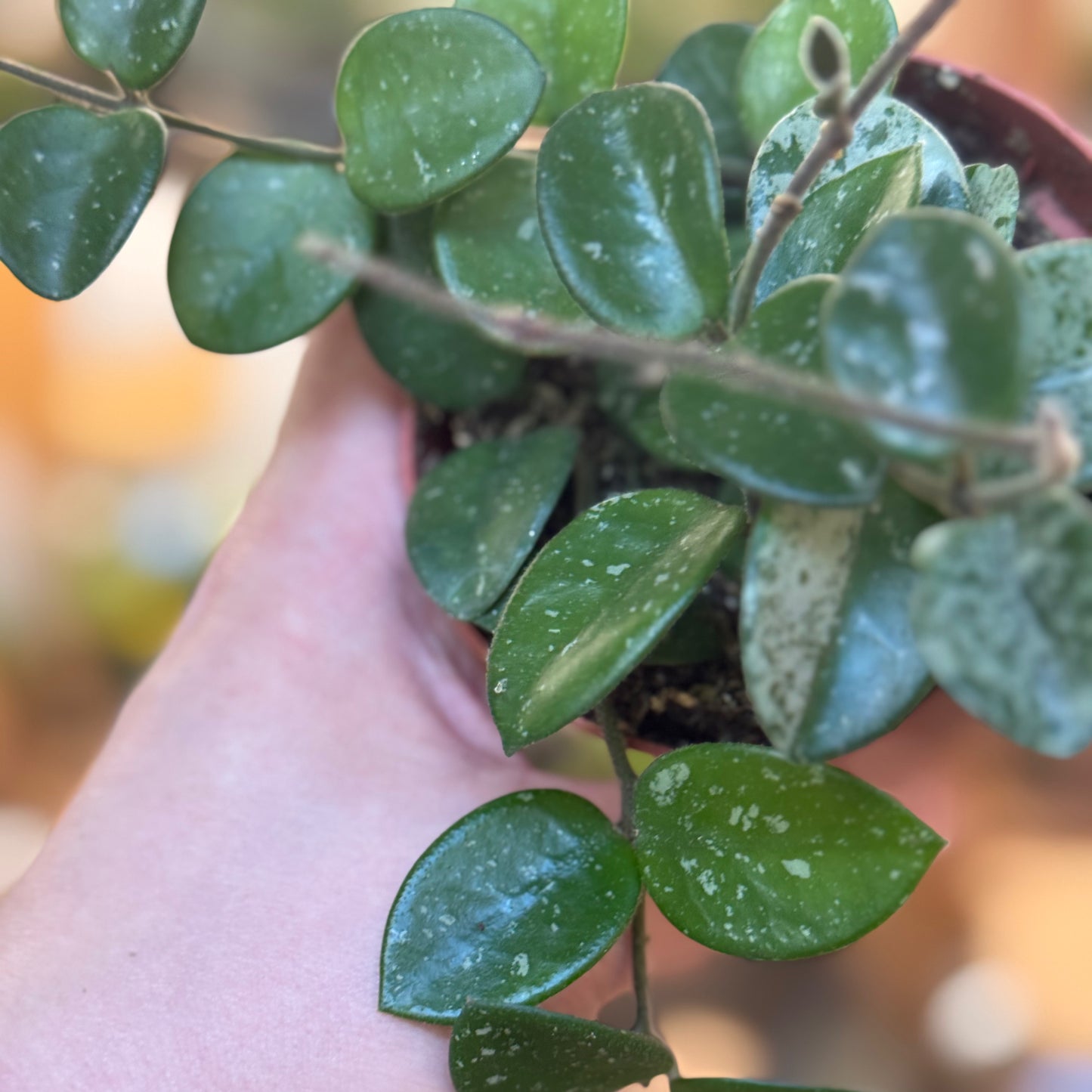Hoya carnosa × serpens 'Mathilde Splash' | Wachsblume 'Mathilde Splash'