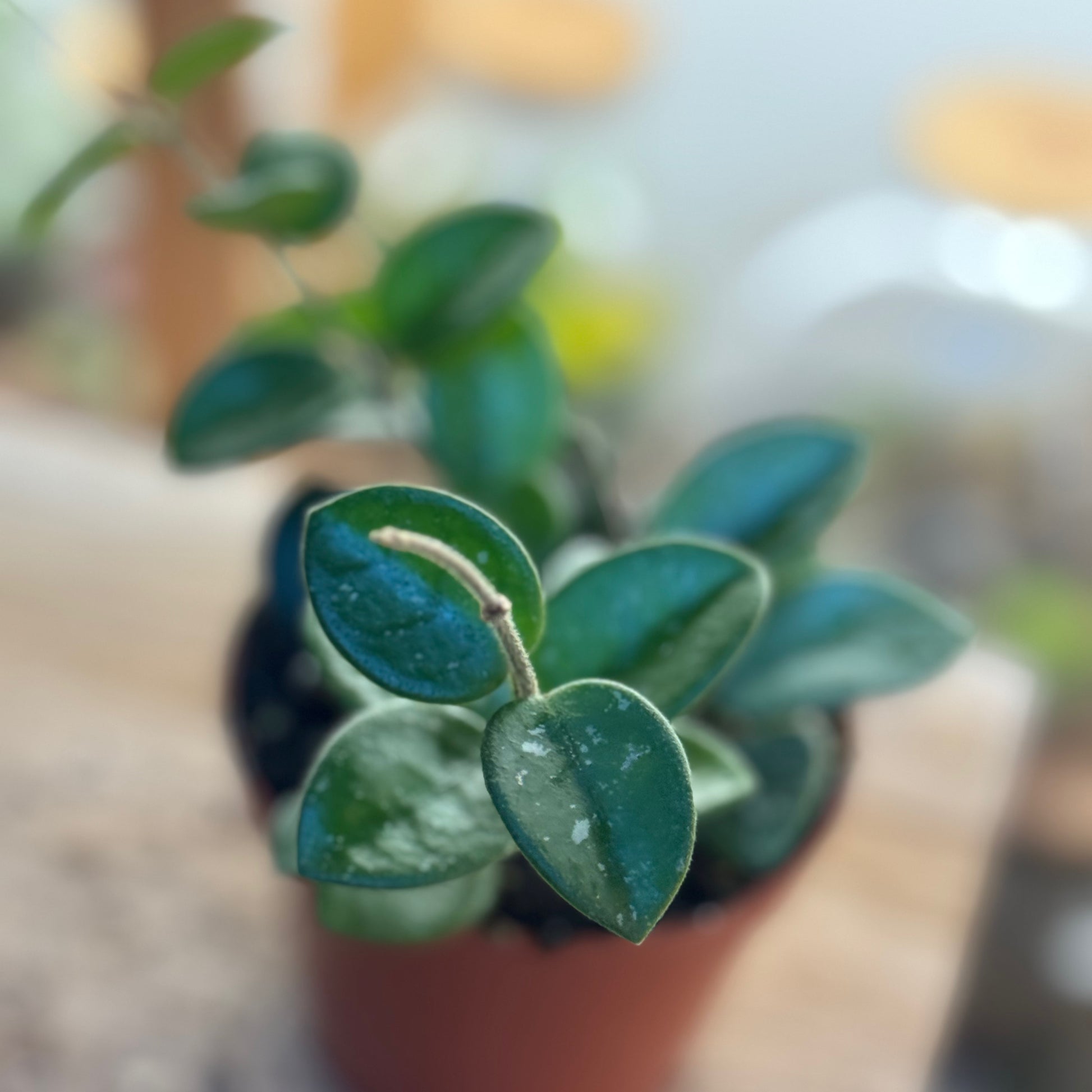 Hoya carnosa  serpens 'Mathilde Splash' | Wachsblume 'Mathilde Splash   pflanzen-im-glas.de