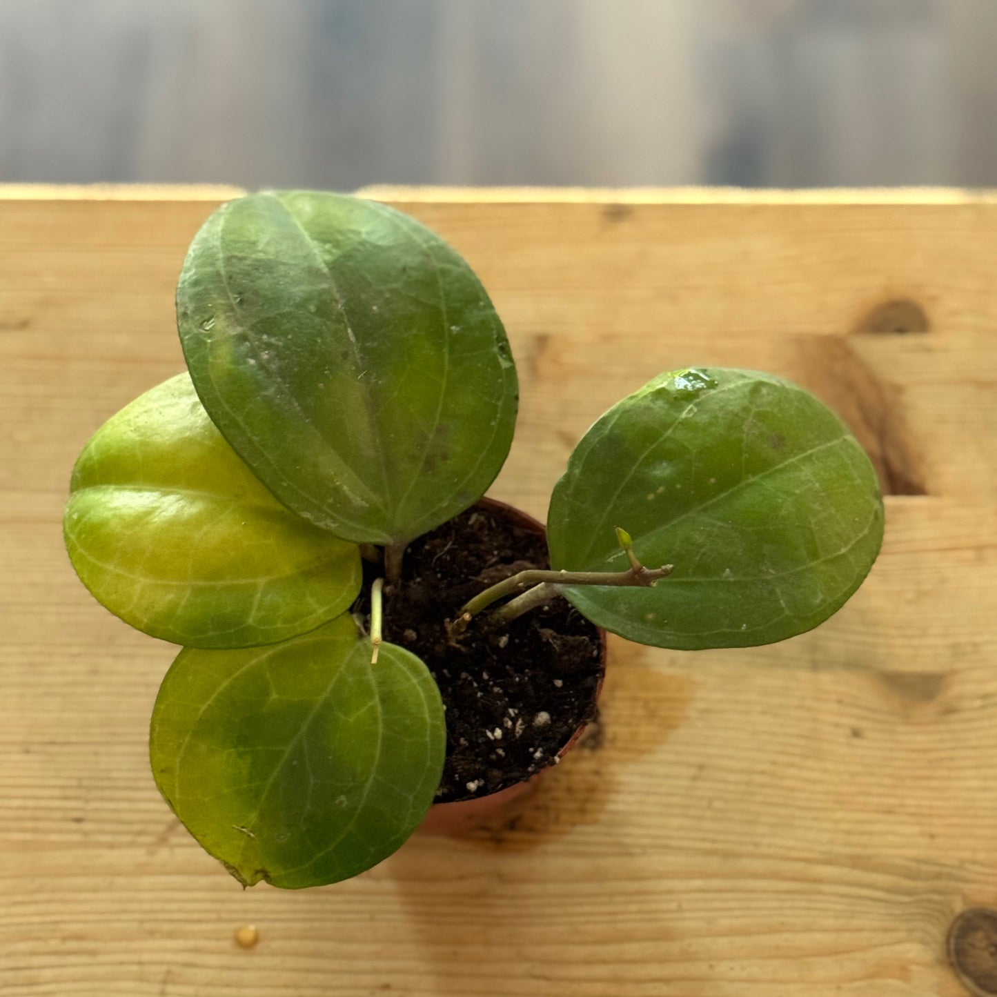 Hoya 'Sarawak Cream'