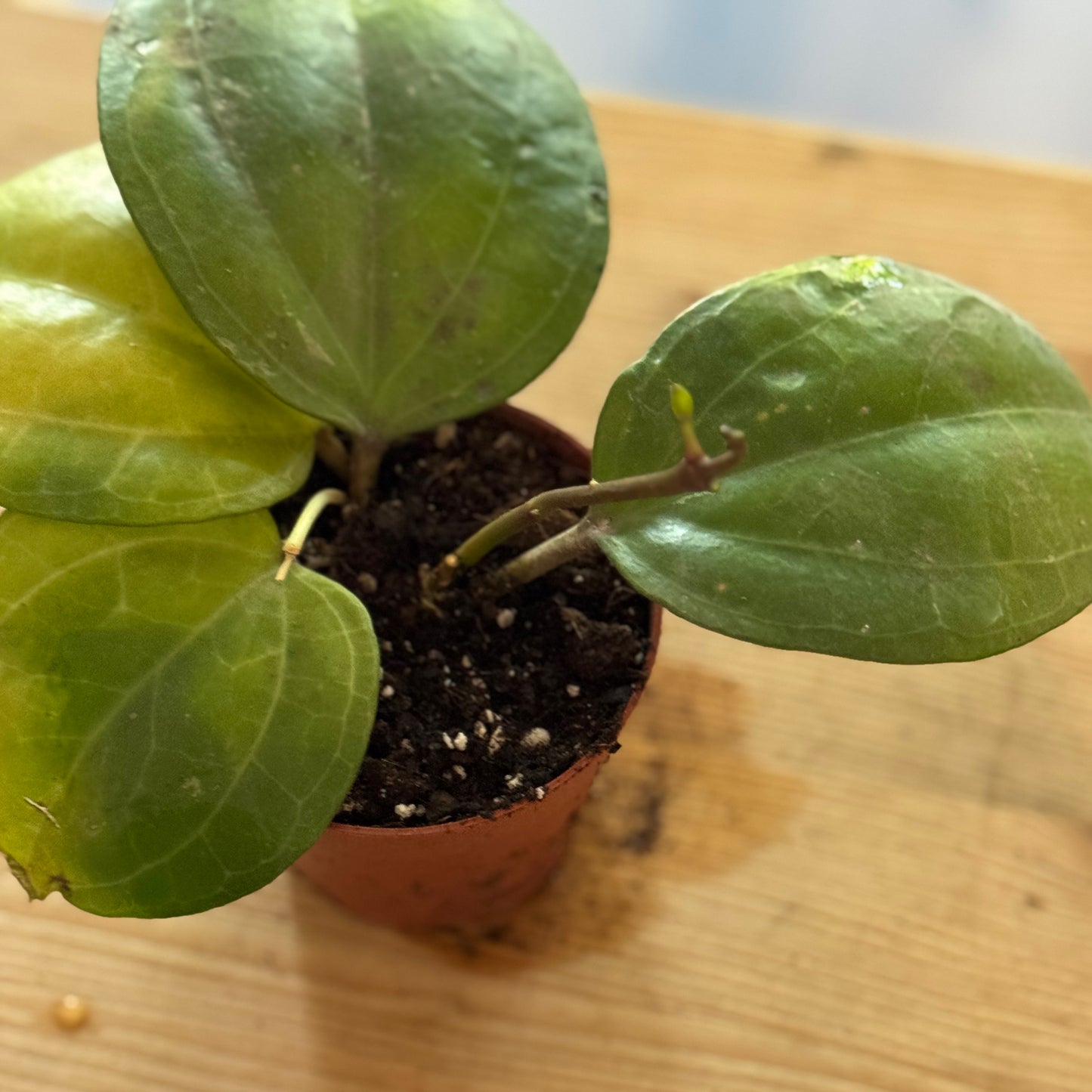 Hoya 'Sarawak Cream'