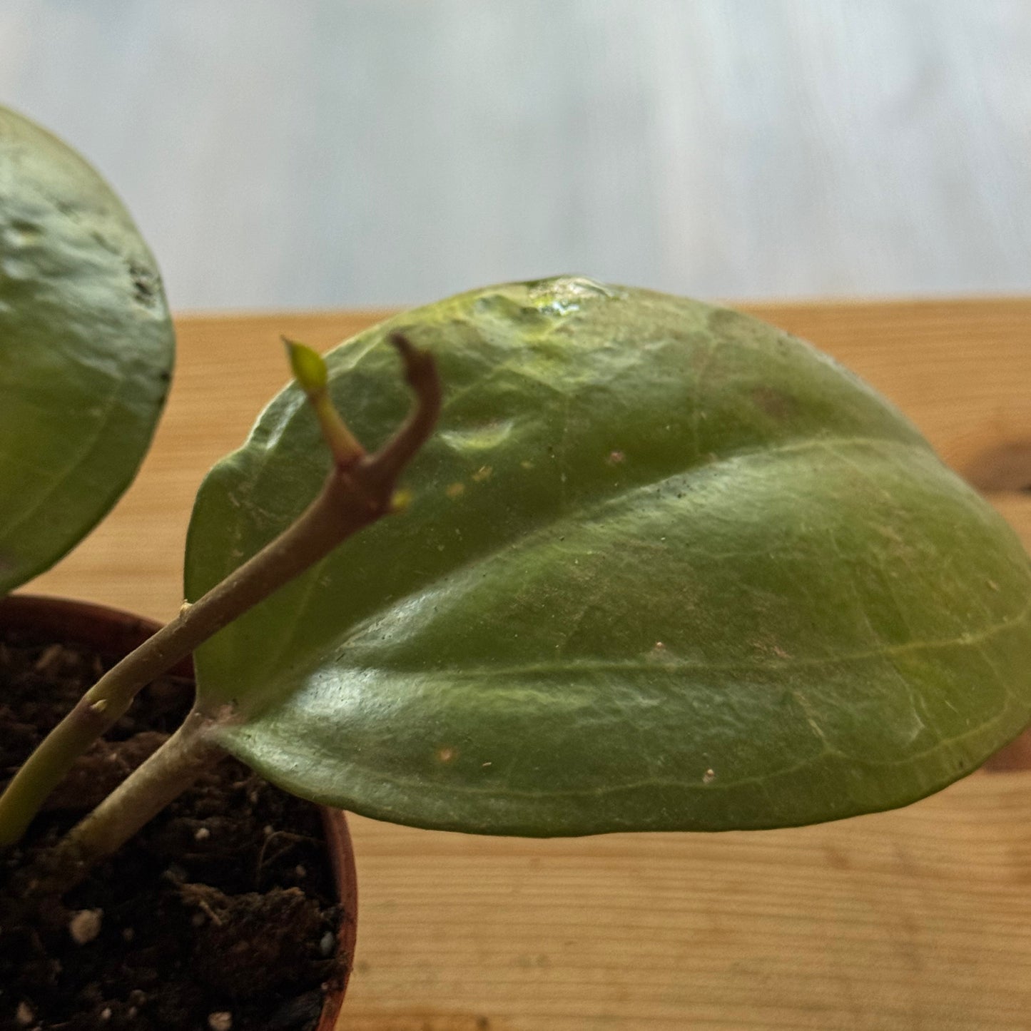 Hoya 'Sarawak Cream'