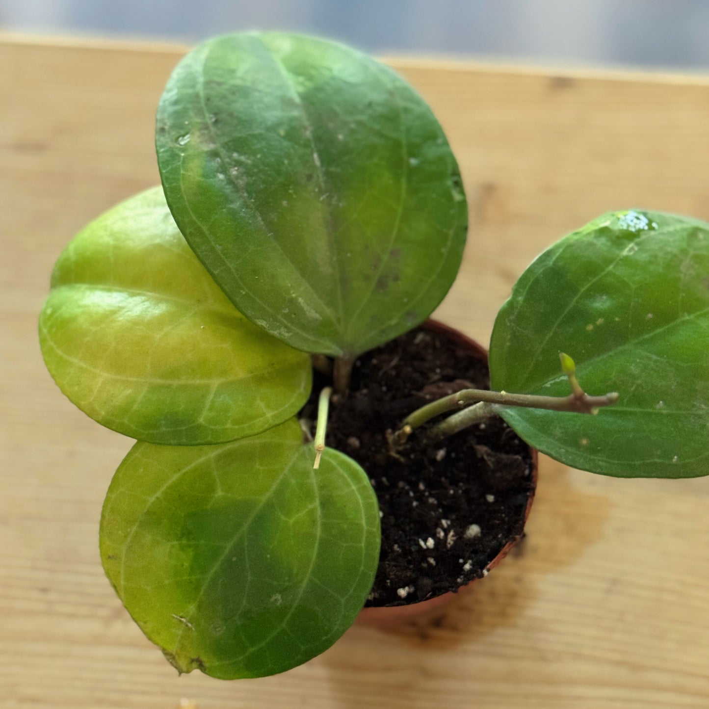 Hoya 'Sarawak Cream'