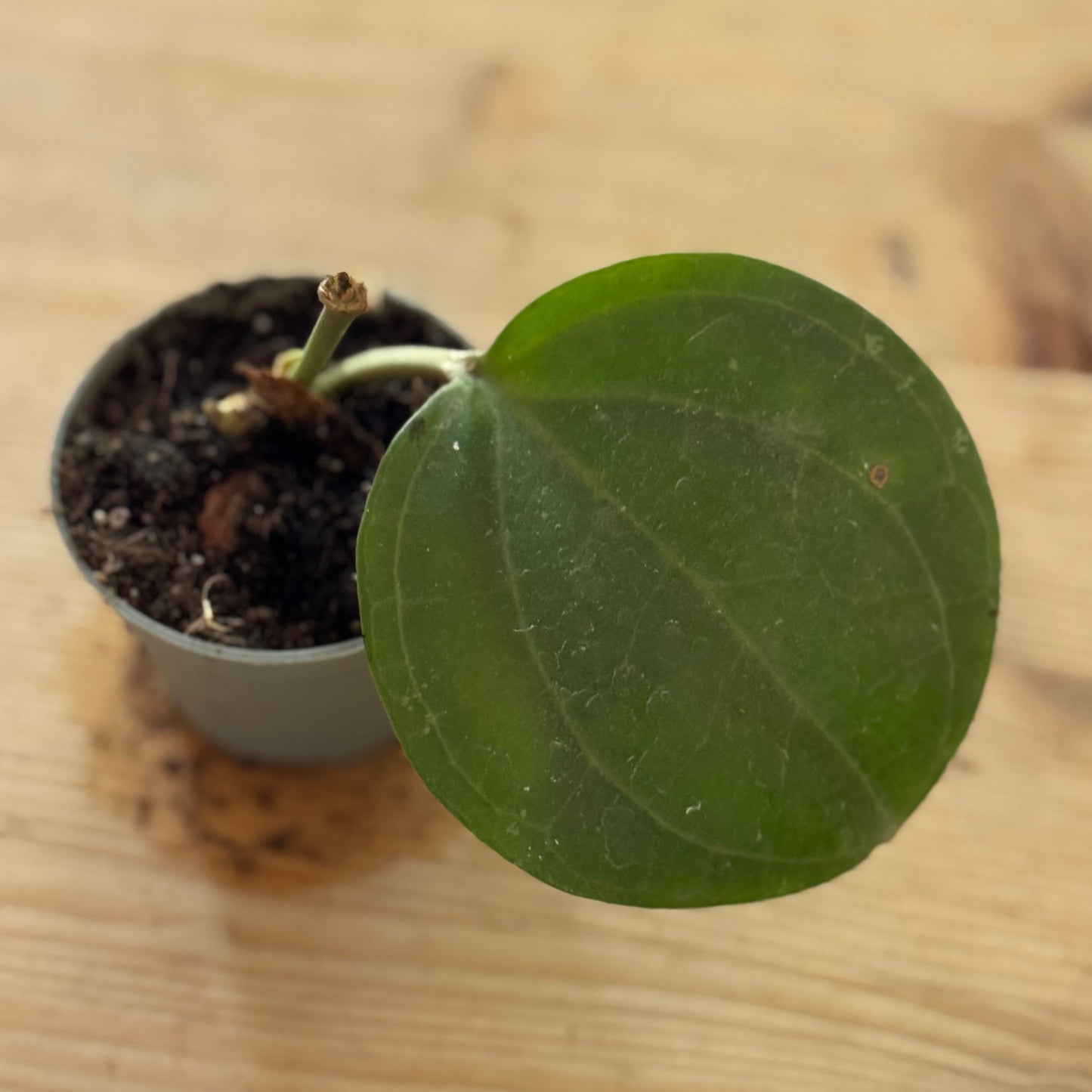 Hoya 'Sarawak Cream'