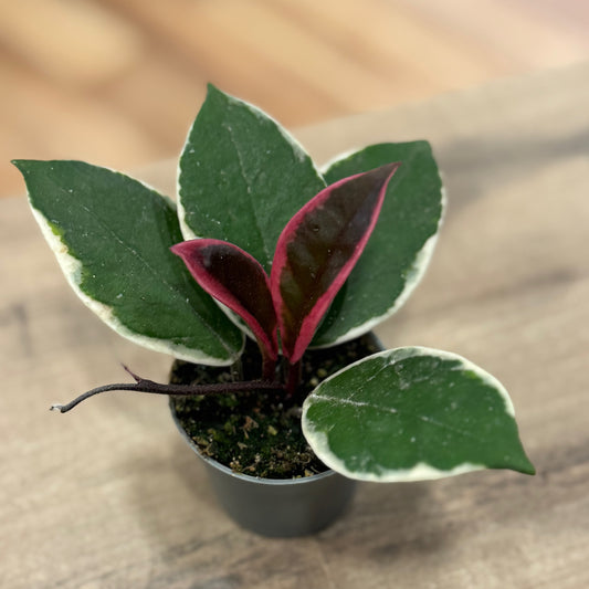 Hoya carnosa 'Tricolor Flamingo Dream' (Babypflanze)