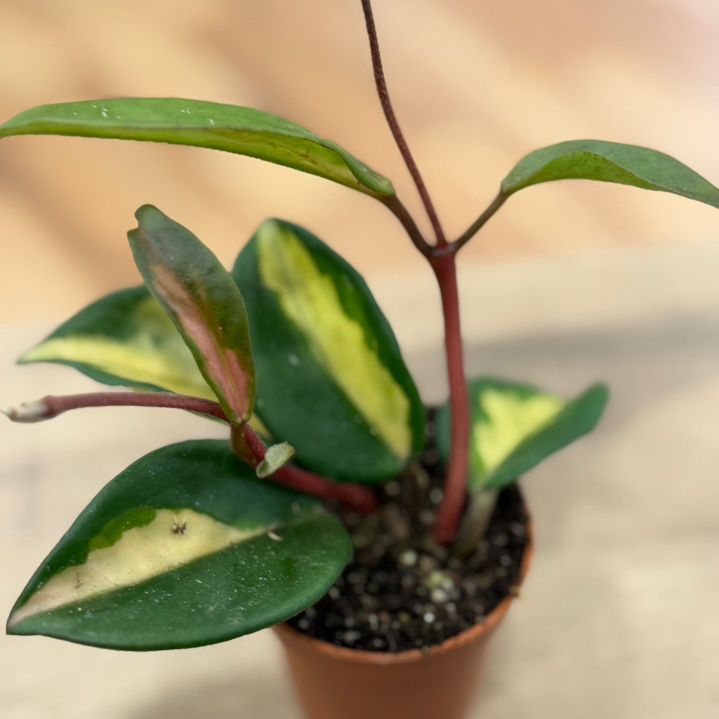 Hoya carnosa ‚Tricolor‘ Wachsblume (Babypflanze)