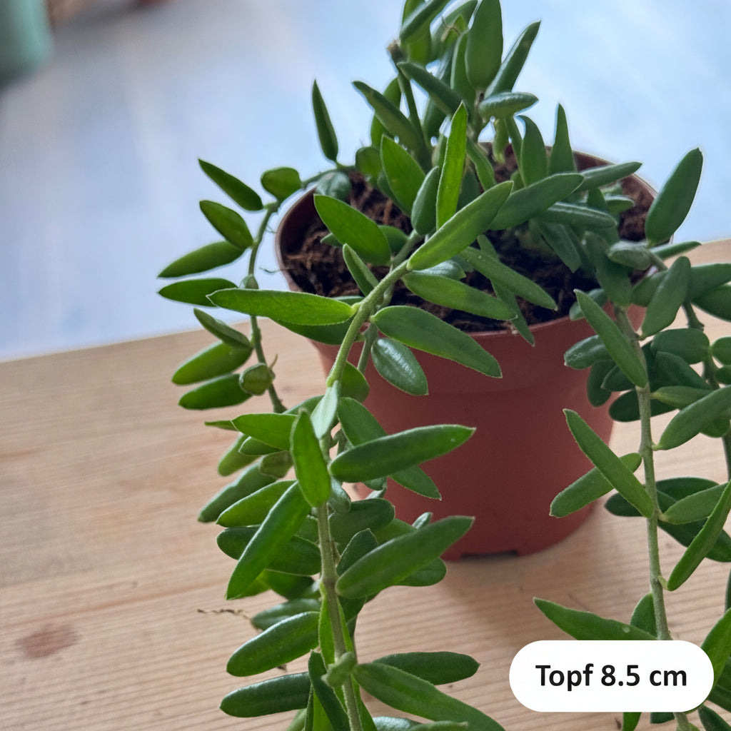 Topf 8,5 cm