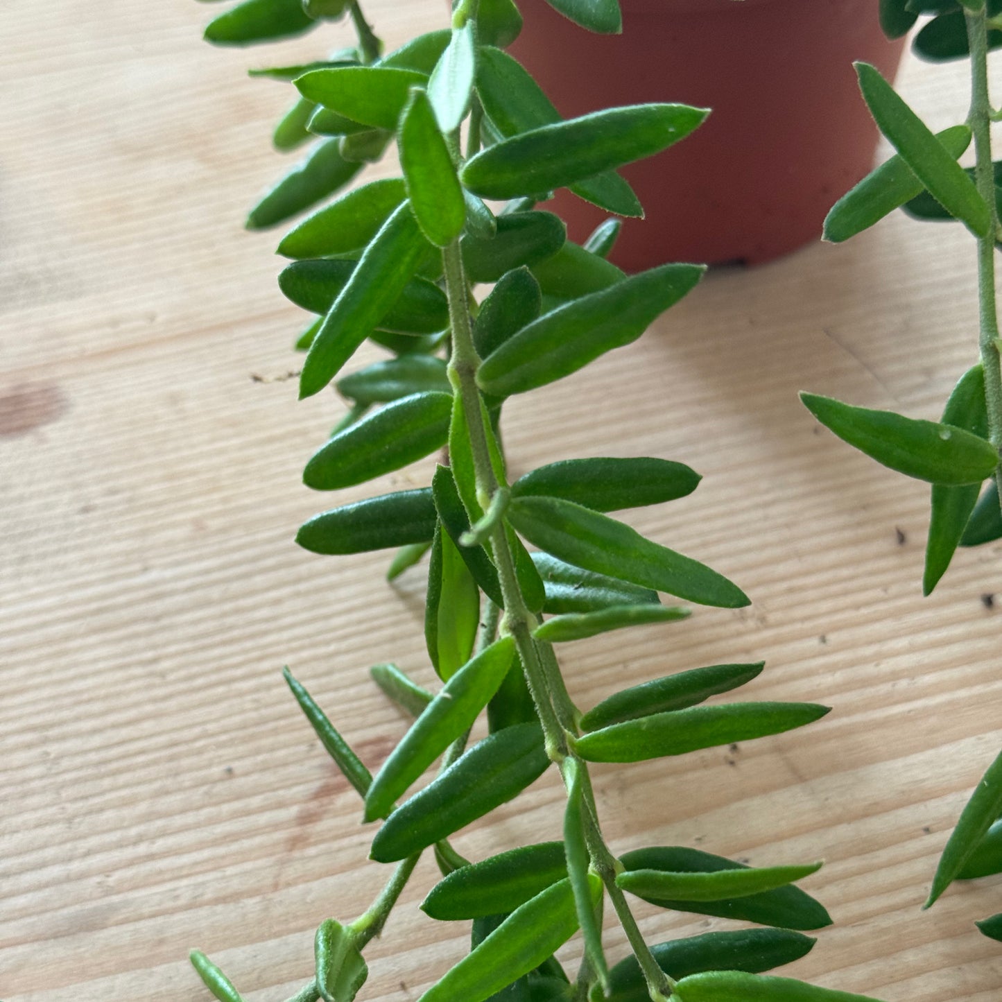 Topf 8,5 cm