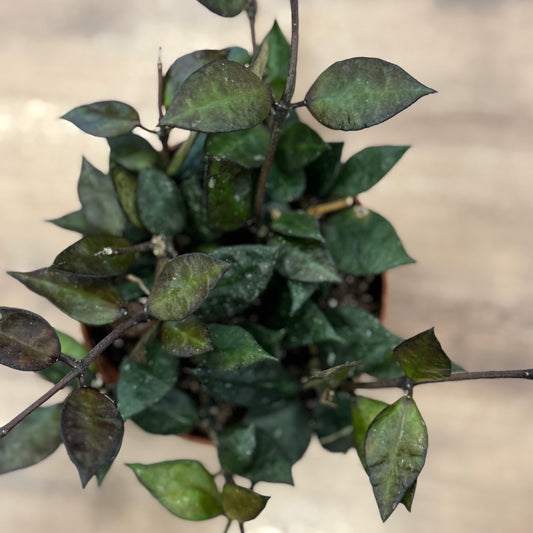 Hoya krohniana 'Black Leaves'