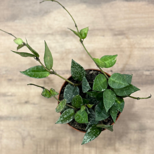 Hoya krohniana 'Splash'