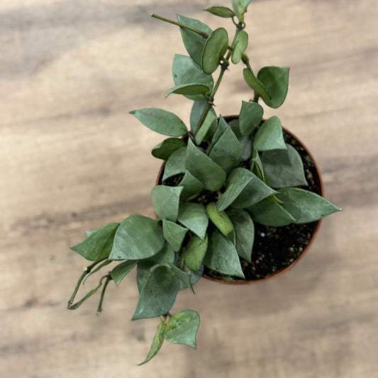 Hoya krohniana ‚Super Silver‘, Wachsblume