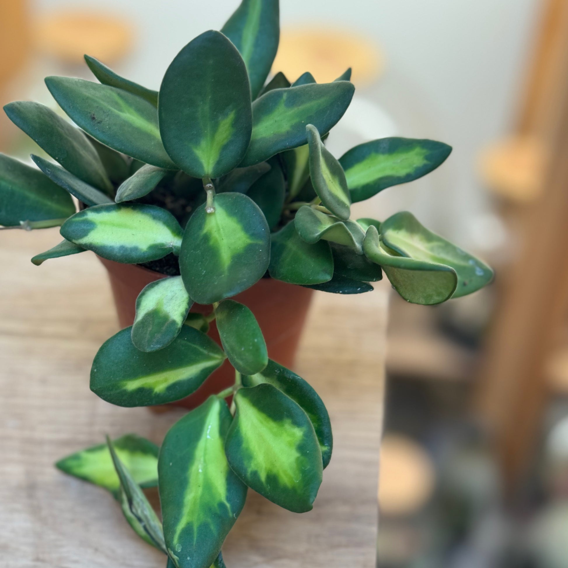 Hoya burtoniae ‚Variegata', Wachsblume – pflanzen-im-glas.de