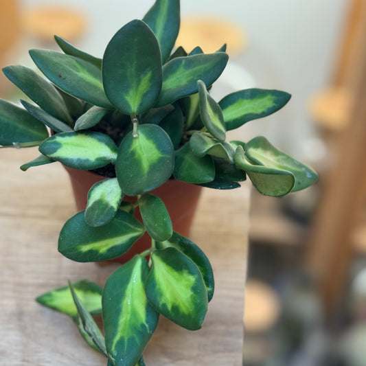 Hoya burtoniae  ‚Variegata‘, Wachsblume