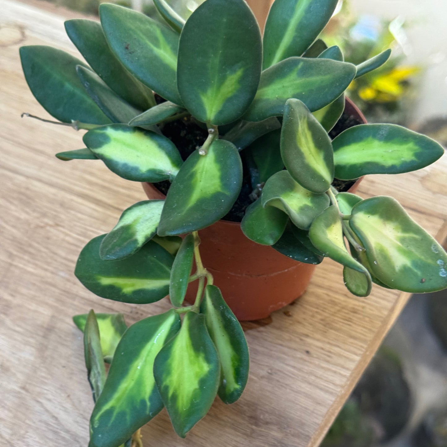 Hoya burtoniae  ‚Variegata‘, Wachsblume