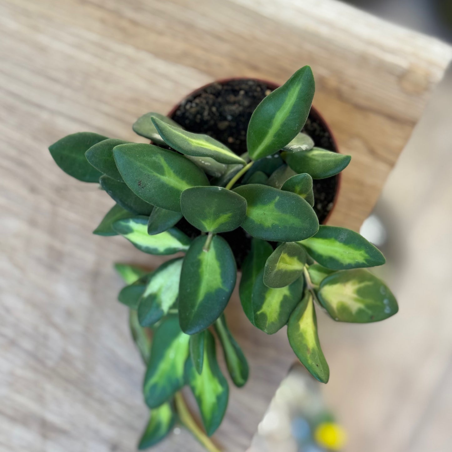 Hoya burtoniae  ‚Variegata‘, Wachsblume