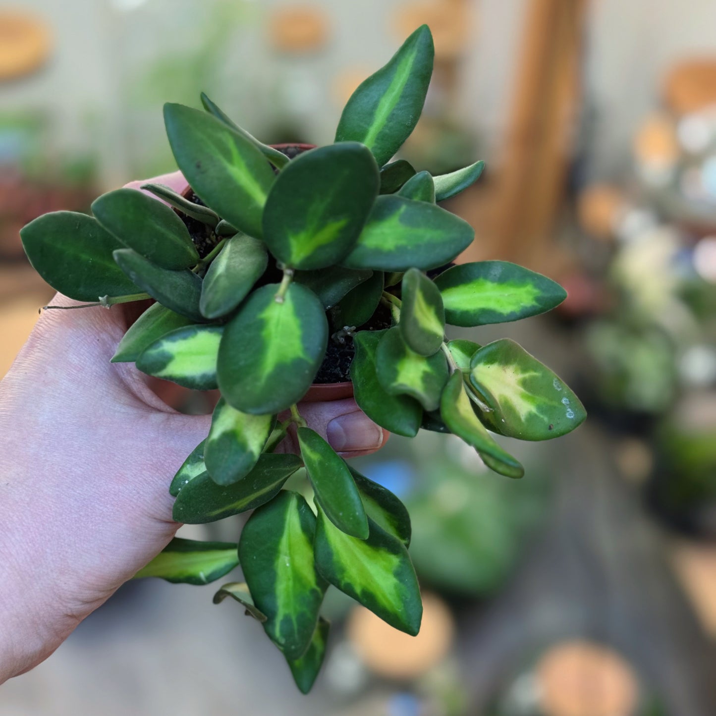 Hoya burtoniae  ‚Variegata‘, Wachsblume