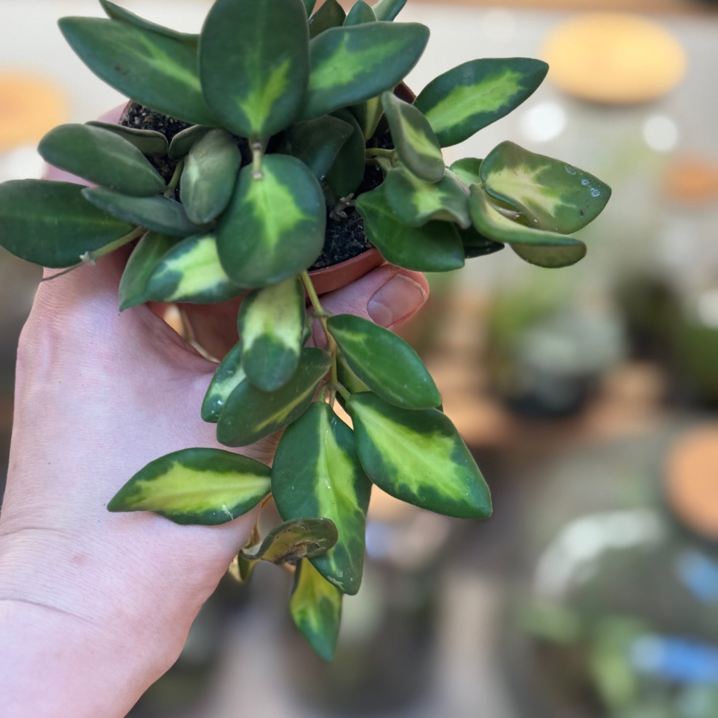 Hoya burtoniae  ‚Variegata‘, Wachsblume