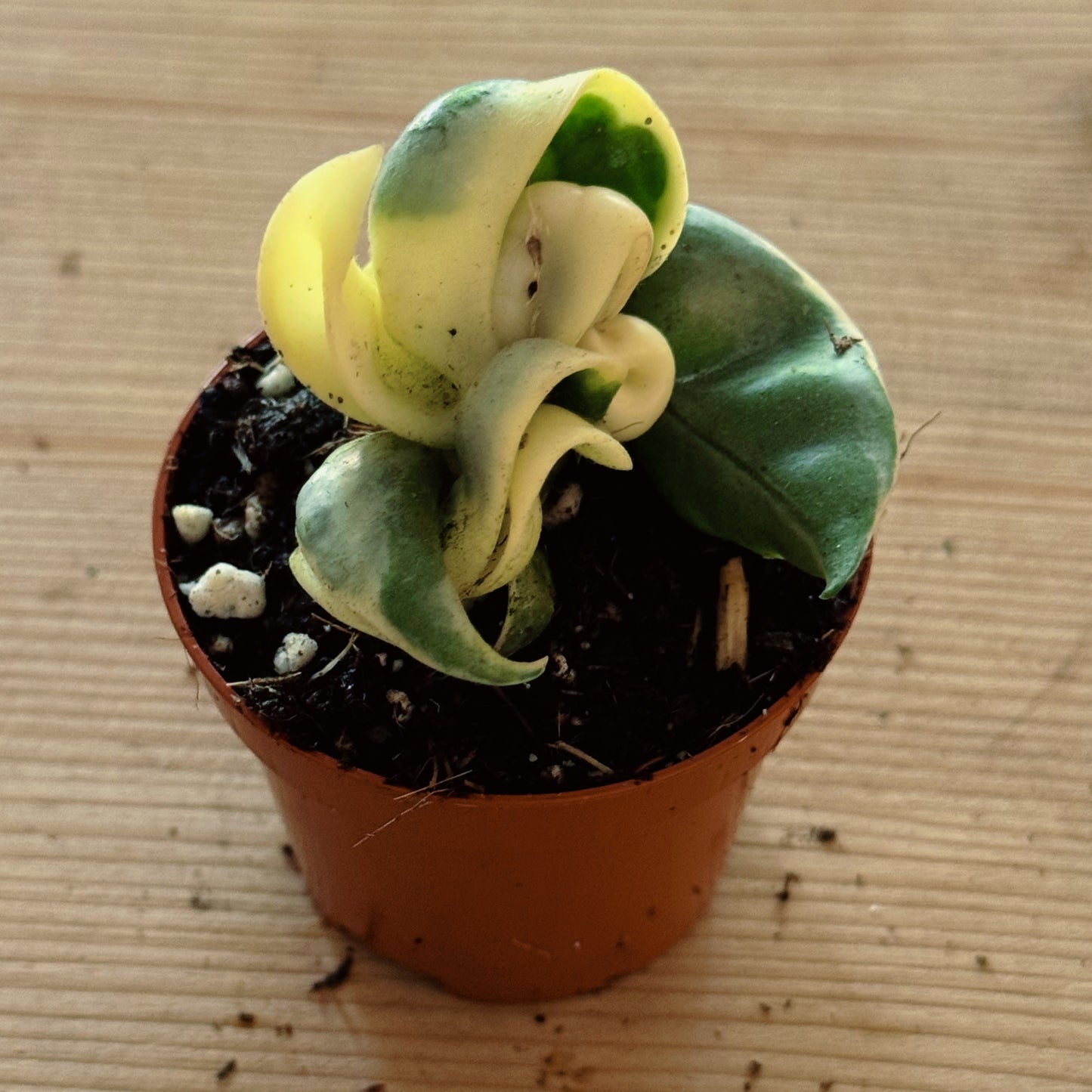 Hoya carnosa 'Compacta Variegata'
