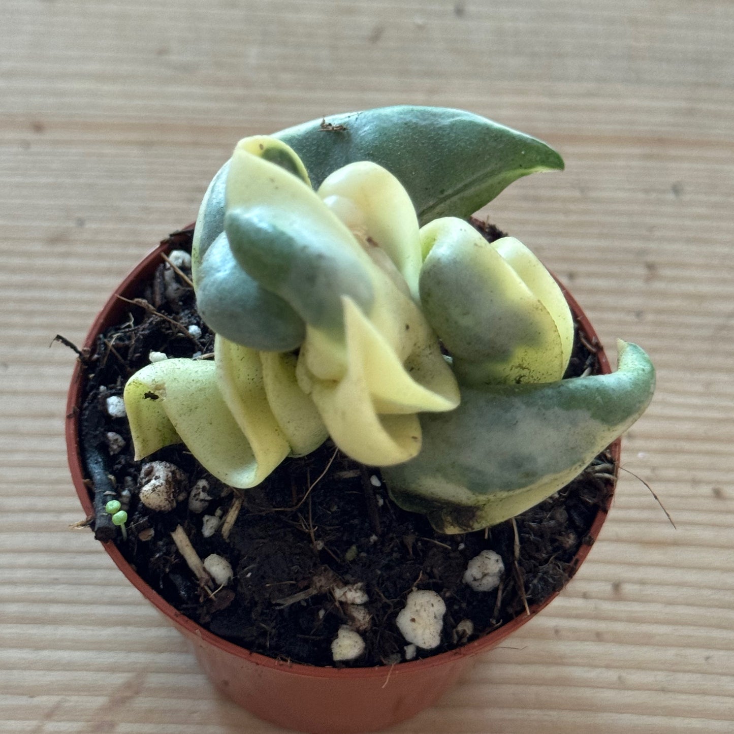 Hoya carnosa 'Compacta Variegata'