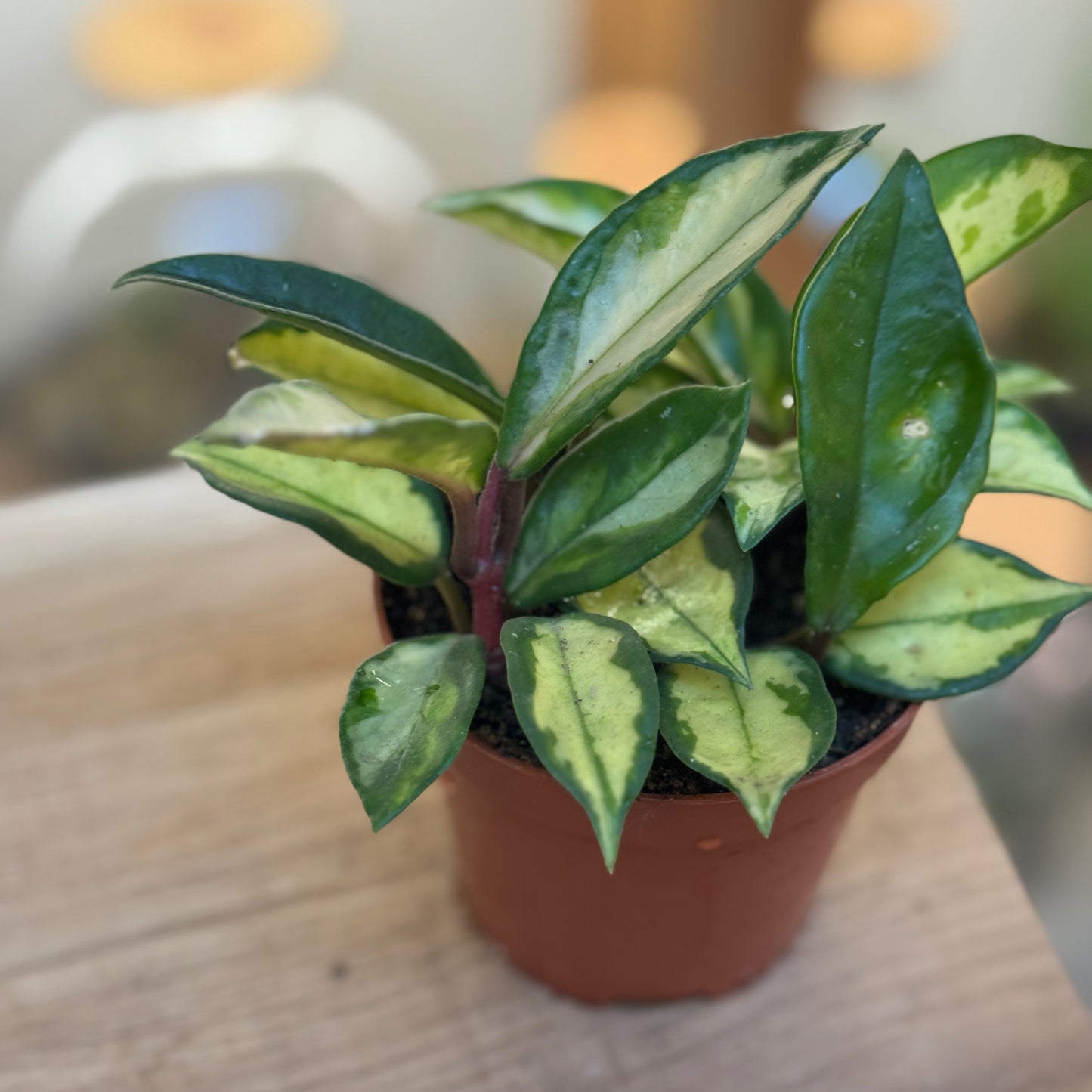 Hoya carnosa ‚Tricolor‘ | Wachsblume