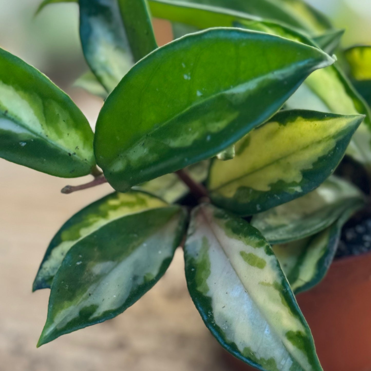 Hoya carnosa ‚Tricolor‘ | Wachsblume