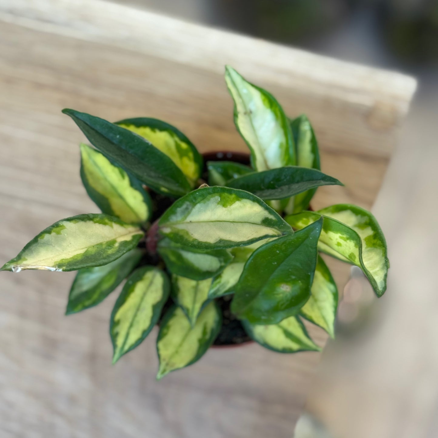 Hoya carnosa ‚Tricolor‘ | Wachsblume